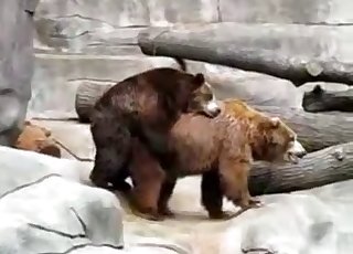 Two wild bears are fucking in the doggy style pose