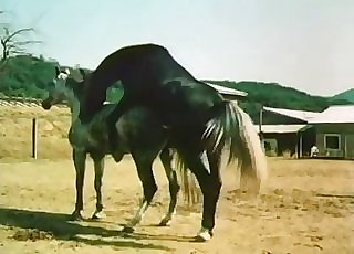 Sexy zoo vid with a strung up horse