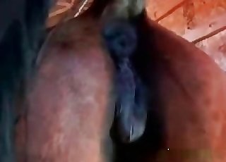 Sexy dark-skinned horse in passionate bestiality Hardcore