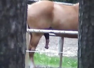 Horse showcasing off its massive boner