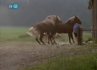 Covert camera filming some intense horse penetrating action