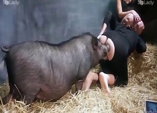 Pig bestiality tube