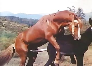 Muscled brown stallion is screwing a horse