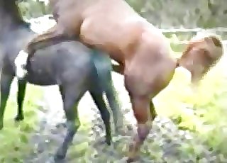 Two horses fucking passionately