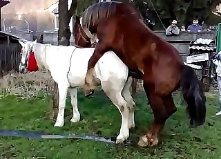 Two magnificent horses loving their natural call