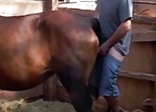 Chocolate-colored horse nicely punctured by farmer