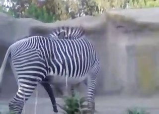 Zebra fucked his girlfriend in the doggy style pose