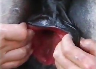 Stretching a huge stallion ass in close-up