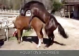 Passionate bestiality action for sexy horses