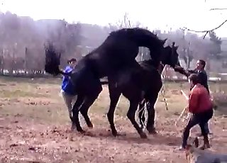 People watching horses fuck hard - Bestiality Horse Fuck