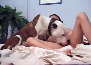 Dog eats that pigtailed chick's pussy
