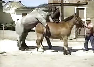 Two big brown horses fuck in the doggy style pose