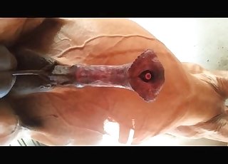 The large penis of a stallion looks like a delicious treat