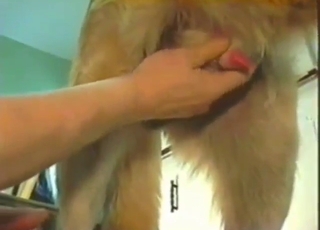 Dog's cock gets jerked in the kitchen, up close