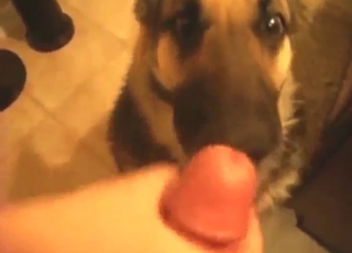 Facial cumshots for a sexy dog that needs it bad