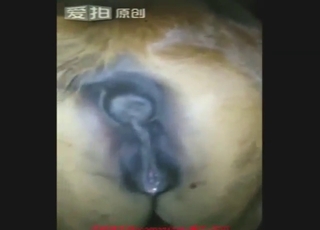 Mare's oozing cunt is the best thing for him