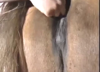 Good-looking mare has a perfect brown hole