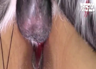 Zoo XXX with dog panting before pounding her