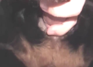 Hot animal's hole gets fucked by a dog fucker