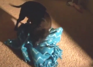 Yummy black dog shows off its nice crotch