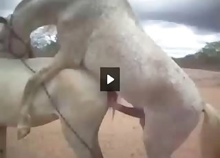 Stallion butt looks so freaking fuckable - Bestiality Horse Fuck