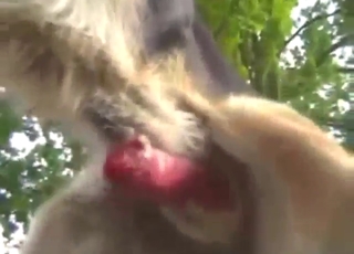 Showing that big dog dick while it's teasing