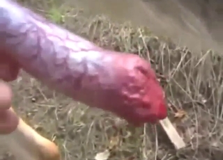 Showing that big dog dick while it's teasing