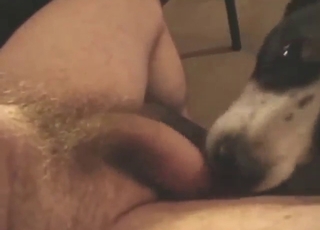 POV blowjob from a dog that loves licking dick
