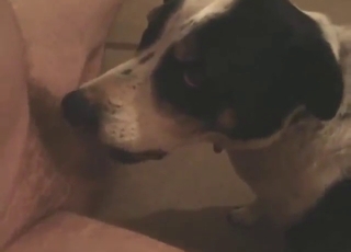 POV blowjob from a dog that loves licking dick