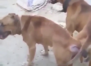 Squirting hardcore orgasms guaranteed for dogs