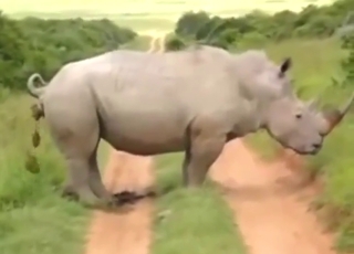 Scat-themed zoophile porn with plenty of teasing