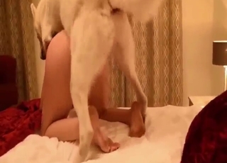 Top notch dog dicks sliding in and out of them
