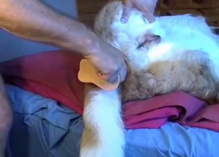 Small-holed dog is going to get fucked by toy