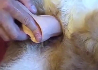 Small-holed dog is going to get fucked by toy