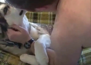 Pretty cock of a horny zoophile slides in a dog