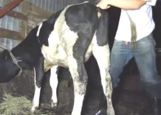 Hot, heavy, and super-horny cow gets fisted