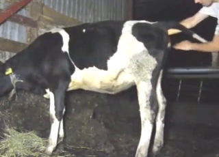 Hot, heavy, and super-horny cow gets fisted