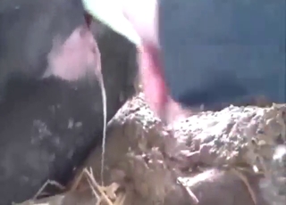 Zoophile pleasing with a dildo and a cow pussy