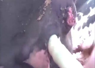 Zoophile pleasing with a dildo and a cow pussy