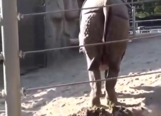 Rhino porn has never been this honest and hot