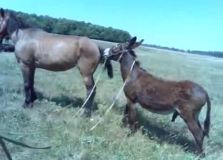 Stunning horses having amazing bestiality XXX