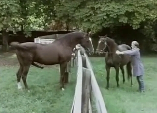 Pair of black horses want to have some nasty sex