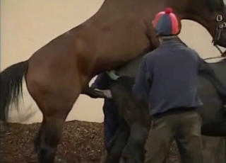 Pair of black horses want to have some nasty sex