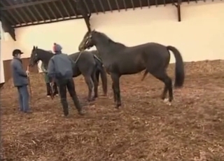 Pair of black horses want to have some nasty sex