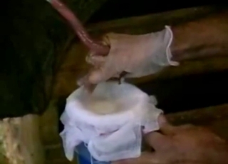 Collecting fresh baby batter of a stallion