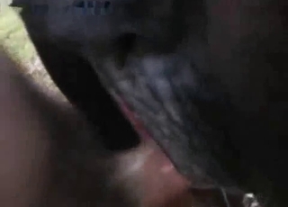 Well-endowed dude bangs a brown mare