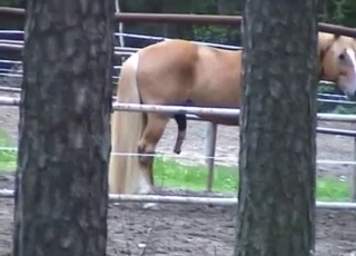 Horse showcasing off its massive boner