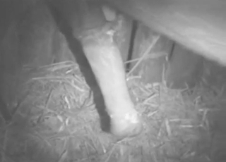 Nasty night bestiality with farm horse