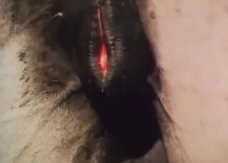 Two horses ravaging passionately here