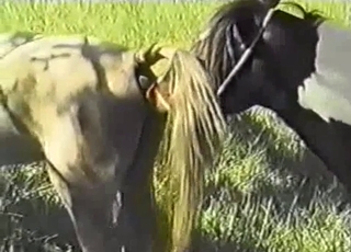 Wild horses have nice lovemaking in the woods